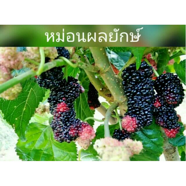 🌳🌳 หม่อนผลยักษ์ ต้นมัลเบอรี่ผลยักษ์ ขายเป็นกิ่งสดสำหรับชำ (12 กิ่ง) ตัดสดตามออเดอร์