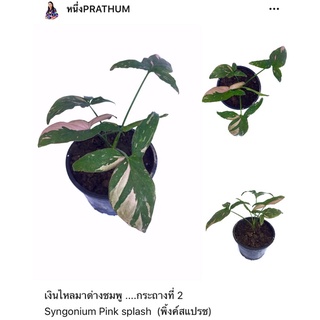 ไหลมาด่างชมพู ....กระถางที่ 2 Syngonium Pink splash  (พิ้งค์สแปรช)