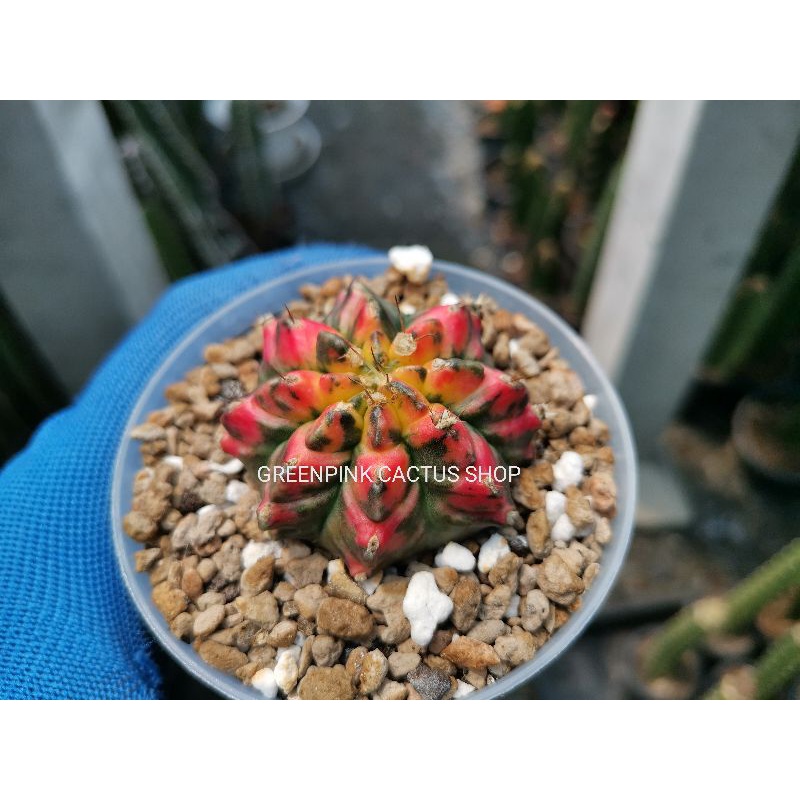 ยิมโนด่าง​ ไม้ชำหน่อ​ มีราก 1​ ต้น​ หลายโคลน​ 🥰S1-S18 Gymnocalycium​ Cactus​ แคคตัส กระบองเพชร​ Pink