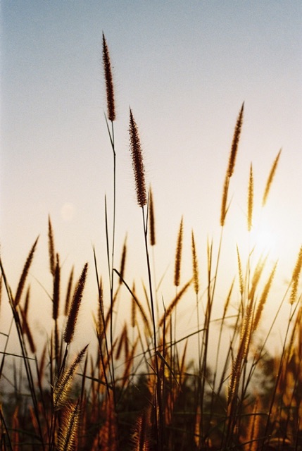 ฟิล์มสี 135 • KODAK ULTRAMAX 400 /24EXP • COLOR FILM 135 • ฟิล์มถ่ายรูป • ฟิล์มถ่ายภาพ • ฟิล์ม #7