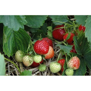 เมล็ดพันธุ์ Strawberry สายพันธุ์ Earliglow 50 เมล็ด เมล็ดพันธุ์นำเข้าจาก ยุโรป