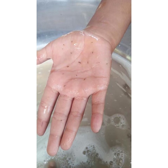 หวีสางเหา หวีสเนียด ซีฟันสแตนเลส 1อัน (คละสี) คุณภาพดี แข็งแรง ทนทาน มีด้ามจับ ตัวเหา ไข่เหาหลุด 100% มีปลายทาง - รูปที่ 4