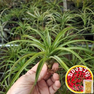 Air ปลูกผัก Tillandsia Brachycaulos Size อากาศหญ้าสับปะรดพืช Bei สามารถได้รับประโยชน์ ED seeds YI1S