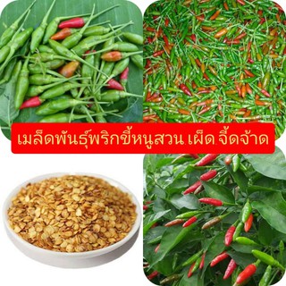 เมล็ดพันธุ์พริกขี้หนูสวนพื้นบ้าน100เมล็ด..สายพันธุ์แท้.ดก..เผ็ด.หอม