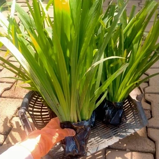 ต้นดอกไอริส สีเหลือง 10เหง้า (ไอริสน้ำ) iris ไม้พุ่มทนแดด ไม่ประดับ ต้นไอริส ไอริสเหลือง ไอริส