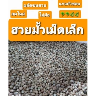 ฮวยมั้วเม็ดใหญ่เกรดสวย รหัส A+อาหารนก แฮมเตอร์ กระรอก(แบ่ง 500g -1kg)
