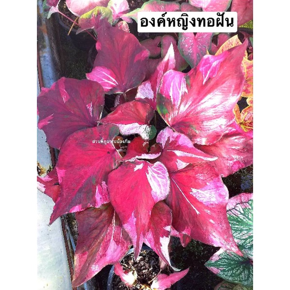 บอนสี องค์หญิงทอฝัน ไม้ประดับ
