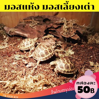 มอสแห้ง มอสเลี้ยงเต่า Sphagnum moss สแฟ็กนั่มมอส น้องเต่ากินได้ Vivarium Exotic pet