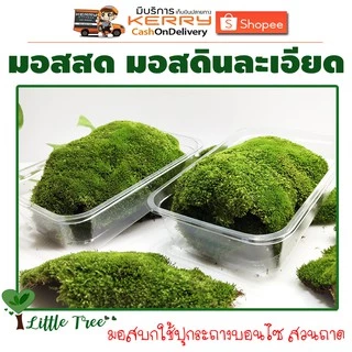 มอสสด มอสดินละเอียด มอสตกแต่งบอนไซ มอสตกแต่งสวนถาด กล่องละ 50฿