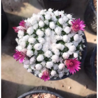 อิรุซามุ mammillaria erudamu กระบองเพชร แคคตัส