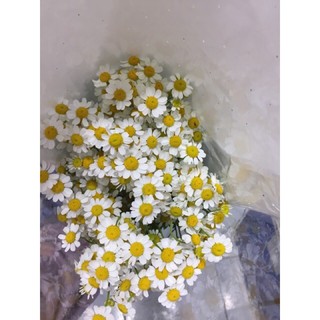 ดอกเดซี่ (ดอกไม้สด) ”250 B.” น่ารัก สดใส ดอกไม้ยอดฮิตของเหล่าวัยรุ่น