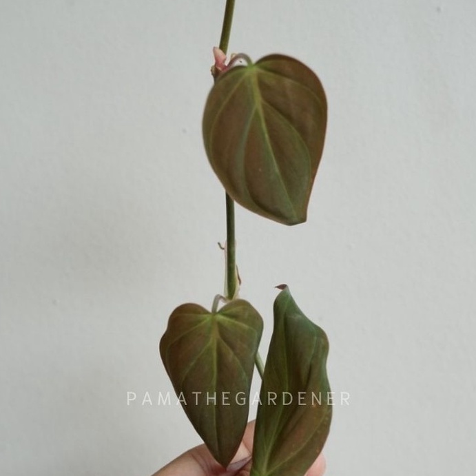 พลูสนิม จำนวน 1 กิ่ง สามารถนำไปเลี้ยงในน้ำได้ ต้นไม้ฟอกอากาศ รายละเอียด ต้นพลูด่างในกระถาง