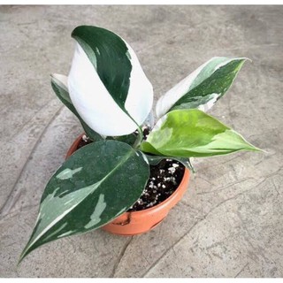 เนื้อเยื่อPhilodendron white wizard