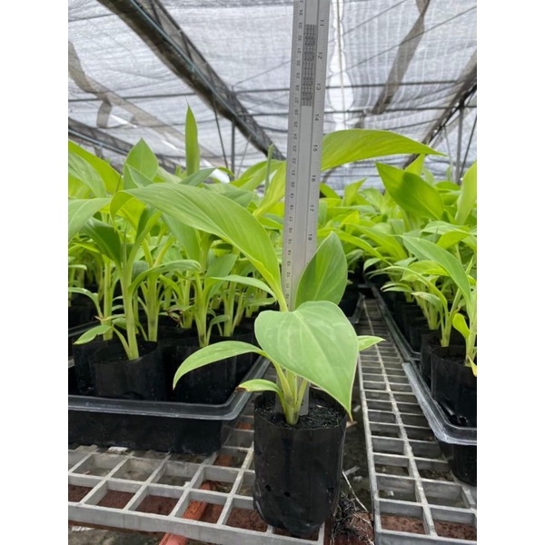 ต้นกล้วยเพาะเนื้อเยื่อ ปากช่อง50 มะลิอ่อง หอมทอง 💗มาเพิ่มจำนวนจำกัด