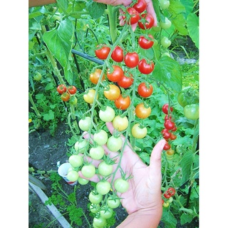 50 เมล็ด มะเขือเทศเชอรี่สีแดง - Small Red Cherry Tomato