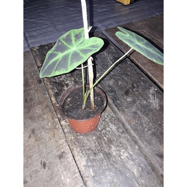 ☘️🌱บอนสีมเหศวร (Colocasia Black Beauty)🌱☘️