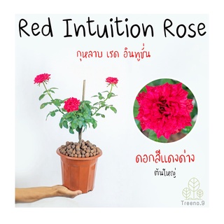 Treeno.9 T350 Red Intuition Rose (กุหลาบ เรด อินทูชั่น)​ (เซ้าท์ทีน) ดอกสีแดงด่าง ต้นใหญ่ ถุง 8 นิ้ว สูง 60-70 ซม. ไม้ดอกประดับ ดอกสวย ออกดอกตลอดทั้งปี (ต้นไม้)