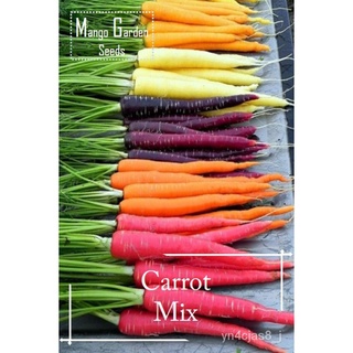 （อัตราการปลูกสูง）Carrot Mix Seeds 100 Pcs/bag Dark Purple, Yellowstone, Orange, Red Sun เมล็ดพันธุ์ผัก เมล็ดดอกไม้  เมล็