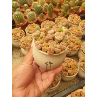 🌵Lithopsไลทอปกระถางใหญ่ขนาดกระถาง3-4นิ้วซารามิก