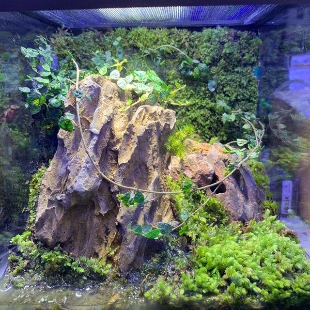 Terrarium สวนในตู้ สวนชื้น