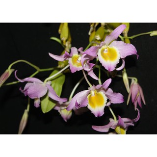 กล้วยไม้ดอกสวย เอื้องพวงหยก Dendrobium findlayanum 1 กระถาง