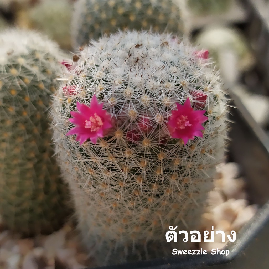 กระบองเพชร แคคตัส (Cactus) แมมเข็มเงิน (Mammillaria geminispina) ส่งแบบถอดกระถาง ส่งเฉพาะต้น