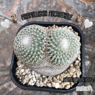 🤍🦉🦉 mammillaria microthele 🦉🦉🤍 ไซร์ออกดอกจ้า ดอกสีขาวค่ะ 🌸 ออกดอกไปแล้วนะคะ เลี้ยงต่อก็ลุ้นฝักได้เลย