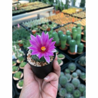 Mammillaria schumannii "แมมชูแมน" แสนสวย ไซส์ให้ดอกแล้ว💓💓