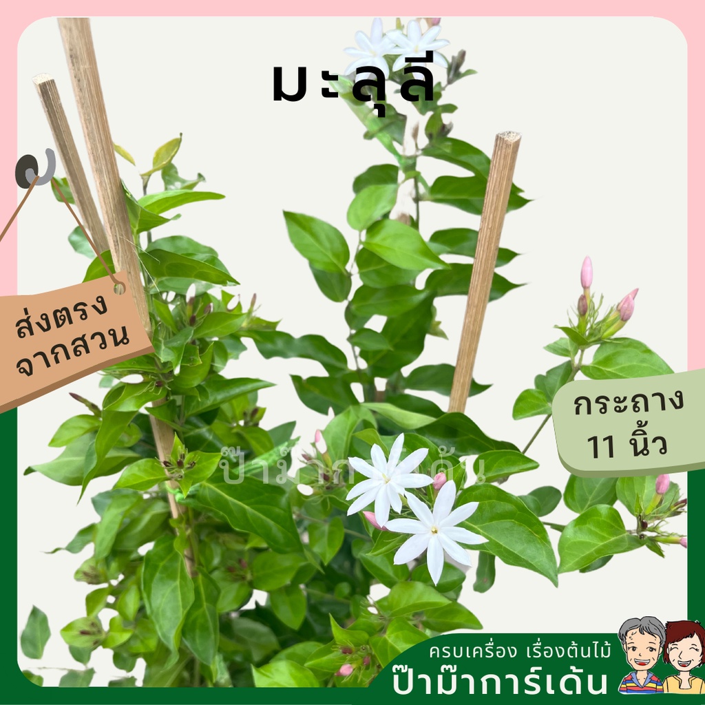 มุมมอง 5