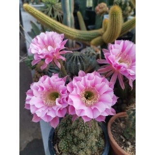 Lobivia echinopsis หน่อเด็ดสด อิชินอป ไฮบริด แองเจิ้ล ดอกสีชมพู (Echinopsis Hybrid Angel)  1 ชุด  12 หน่อคละไซส์  49 บาท