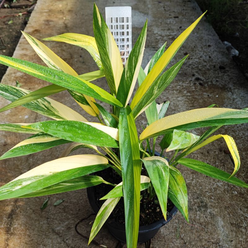 อิพิใบพายด่าง  Epipremnum Amplissimum Aurea variegatum รากเดินดี ไม้แข็งแรงมาก ใบพายด่าง อิพิเพรมนั่มใบพาย