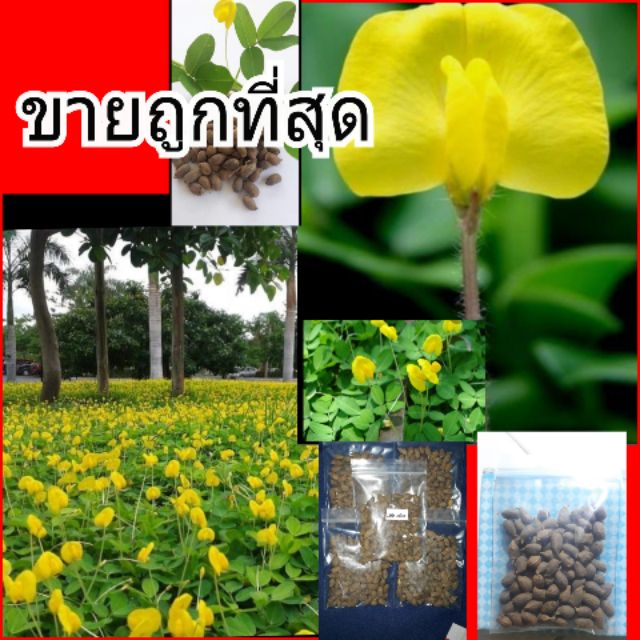 เมล็ดพันธุ์ถั่วบราซิล[ 300เมล็ด] พืชคลุมดิน จัดสวน ประดับเเทนสนามหญ้า