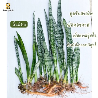 ลิ้นมังกร ใบเขียว ไม้ฟอกอากาศ 🌵(จัดส่งแบบเหง้า ) ‼️10 แถม 1‼️ รบกวนสั่ง2ต้นขึ้นไปนะคะ