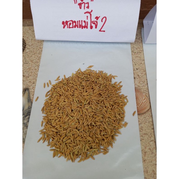 พันธุ์ข้าวเหนียวหอมแม่โจ้ 2  กระสอบ20กิโล ปลูกนาปลัง และปลูกได้ตลอดปี (ข้าวไม่ไวต่อแสง)