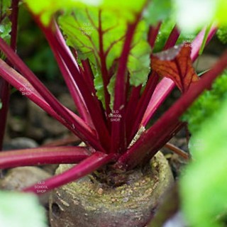 เมล็ดพันธุ์บีทรู​ท​ Beetroot บรรจุ80 เมล็ด