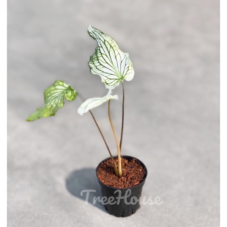 บอนสี ฮกหลงขาว (Caladium bicolor vent white) กระถาง 4 นิ้ว