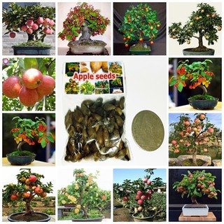 ขายส่ง เมล็ดพันธุ์แอปเปิ้ล Apple seeds บอนไซ bonsai apple tree บอนไซต้นไม้จิ๋ว เมล็ดพันธุ์นำเข้า แอปเปิลแคระ 50 เมล็ด