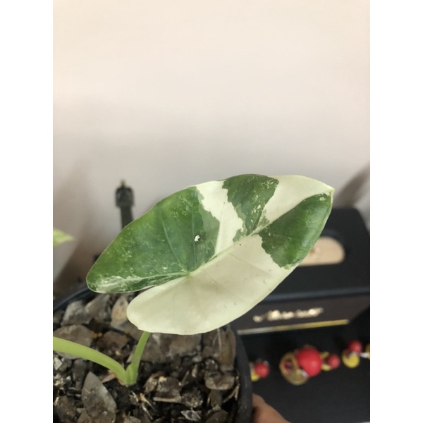 บอนกระดาศด่างขาว 3900 บาท พร้อมส่ง