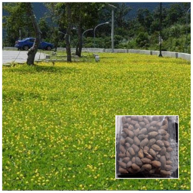 เมล็ดพันธ์ถั่วบราซิล โปรโมชั่น (บรรจุ 1000 เมล็ด)  ตกแต่งสวน สนามหญ้า ปลูกในกระถางริมระเบียง พืชคลุมดิน บำรุงดิน