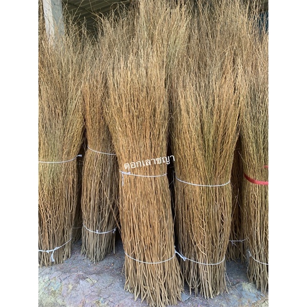 หญ้าขัดมอญ ไม้งา ไม้กวาด ธรรมชาติ ต้นจริง พร้อมส่งในไทย ตกแต่งสวน คาเฟ่ ทุ่งหญ้า