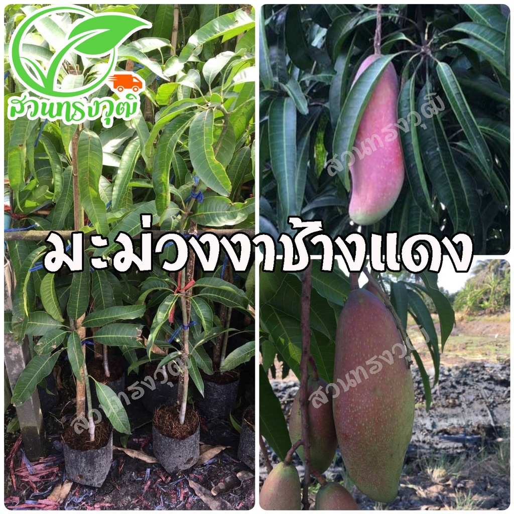 มะม่วงงาช้างแดง กิ่งทาบชำลงถุง แท้ % สูงประมาณ 70-80 เซนติเมตร