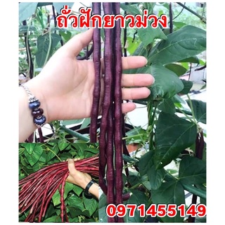 เมล็ดพันธ์ถั่วฝักยาวม่วง