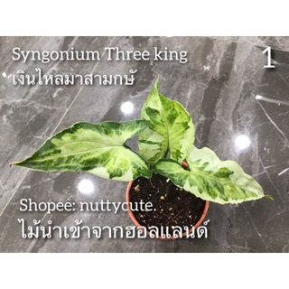 Syngonium Podophyllum Three king เงินไหลมาสามกษัตริย์ ไม้นำเข้าจากฮอลแลนด์