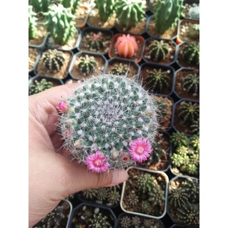 Mammillaria hahniana (แมมแม่เฒ่า) ดอกชมพู