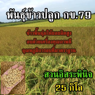 เมล็ดพันธุ์ ข้าวปลูก กข79 พันธุ์ข้าวปลูก กข79 เมล็ดพันธุ์ข้าว พันธุ์ข้าว กข.79 (25 กิโลกรัม)