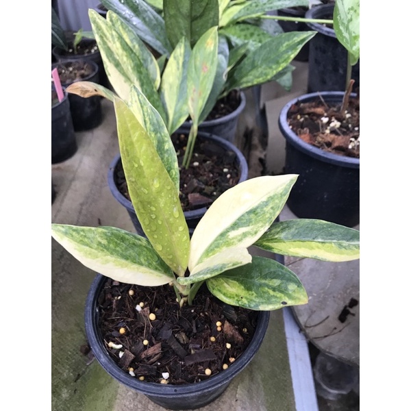 เศรษฐีเงินหนา ด่าง🌱🪴🌿( Anthurium jenmanii variegata)