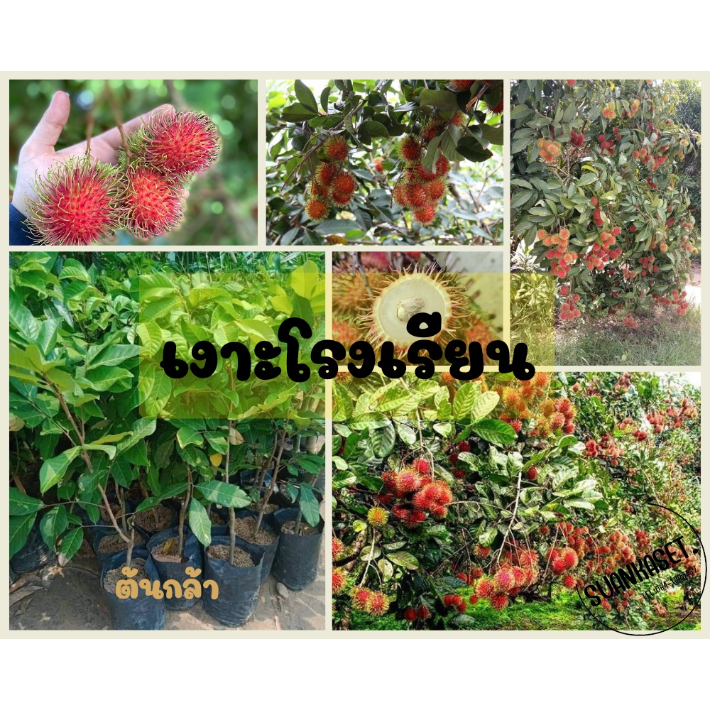 เงาะโรงเรียนนาสาร เปลือกบาง เนื้อหนาแห้งกรอบล่อนจากเมล็ด รสชาติหวานหอม