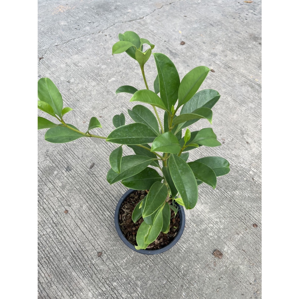 มุมมอง 3