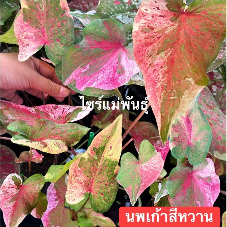 นพเก้า บอนสีด่าง สีหวานๆ ด่างเหลือง,ชมพู ,ส้ม!!บอนสีแรร์ๆไอเท็ม ขายต้นไซร์แม่พันธุ์ (จัดส่งทั้งกระถา
