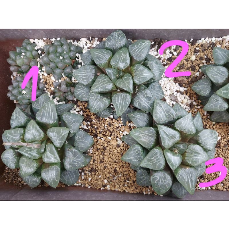 haworthia moon shadow